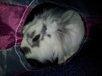 20140325_121425 Cleo in tunnel.jpg